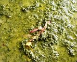 Foto langkah ke 8 dari resep Sayur Daun Ubi Tumbuk & Sambel Teri Kecombrang.