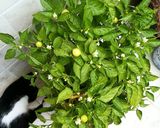 Foto del paso 1 de la receta Chile en aceite de oliva orgánico