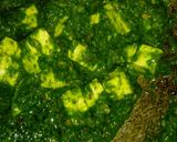 A picture of step 4 of Palak paneer.
