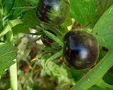 Foto del paso 1 de la receta: Mermelada de Cherrys Negros