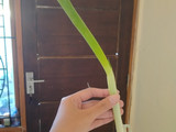 Tempe mendoan krispi
