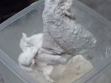 Chiken Wings Korea