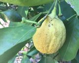 A picture of step 1 of California Farm Tequila Wine Margarita.
