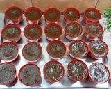 Foto langkah ke 7 dari resep Talam pandan gula merah.