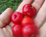 Foto del paso 1 de la receta: Jugo de semeruco (cerecita o acerola) FULL VITAMINA C