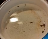 Foto del paso 1 de la receta: Gelatina (Ysi)