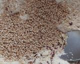 Foto del paso 1 de la receta: Galletas De Harina De Garbanzo y Semillas
