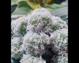 Foto langkah ke 7 dari resep Klepon ubi.
