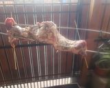 Foto del paso 5 de la receta: Costillar de jabalí al espiedo