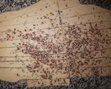 Foto del paso 4 de la receta: Grisines mix de semillas