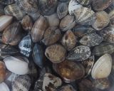 Foto del passaggio 1 della ricetta Spaghetti alle vongole in bianco
