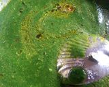 ढाबा स्टाइल में जैन पालक पनीर(Daba style me jain palak paneer recipe in hindi) रेसिपी चरण 7 फोटो