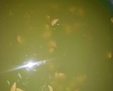 A picture of step 2 of Groundnut pap.