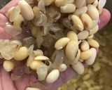 Foto langkah ke 3 dari resep Tempe Kedelai Homemade (Versi 2).