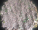 ராகி ரொட்டி(ragi roti recipe in tamil) ரெசிபி ஸ்டேப் 2 புகைப்படம்