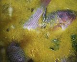 Foto langkah ke 5 dari resep Gulai Ikan Nila.