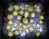 Foto del paso 1 de la receta: Dulce de guayaba
