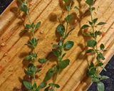 Foto del paso 4 de la receta: Salsa caserísima para pastas