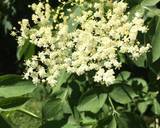 Elderflower Cordial #mycookbook recipe step 1 photo