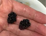 A picture of step 5 of Mulberry Cake (Mulberry from my pot garden).