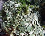 Foto langkah ke 1 dari resep Jukut kelor (moringa soup).