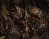 Foto langkah ke 6 dari resep Gudeg Solo.