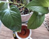 عکس مرحله 1 از دستور چای هل،دارچین