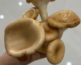 Hình bước làm 1 của món Nấm Chân Dài Nướng