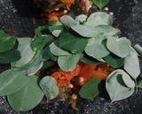 Foto langkah ke 3 dari resep Sambal Daun Kelor.