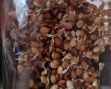 Foto del paso 4 de la receta: Brotes de lentejas al limón 🌱🍋 Germinado de lentejas alimonadas 🌱 🍋