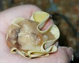 รูปขั้นตอนการทำที่ 4 ของ ขนมจีบ(คลีน) อกไก่เห็ดหอม