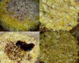 Foto langkah ke 5 dari resep Kepiting Saus Asam Manis ala #Dandelion.