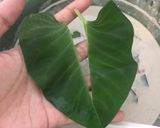 Foto langkah ke 1 dari resep Keripik Kangkung Pedas Gurih.