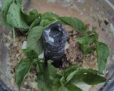 Une image de l'étape 1 de Champignons de Paris farcis à la feta.