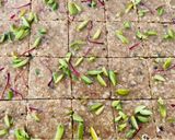 A picture of step 11 of Hirasari.