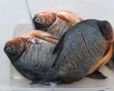 Foto langkah ke 1 dari resep Bawal Pesmol.