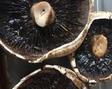Foto del paso 3 de la receta: Portobellos a la parrilla