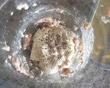 Foto del paso 2 de la receta: Mousse parmesano de anchoas - atún y aceite de albahaca 3°rcta🍃