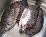 Foto del paso 1 de la receta: Mojarras Fritas