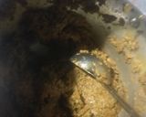 A picture of step 5 of Drumstick flower masala veggie.