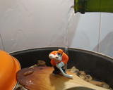 Foto del paso 3 de la receta: Solomillo a la crema de Cava
