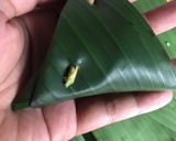 Foto langkah ke 3 dari resep Lopis/Lupis ketan Pandan.