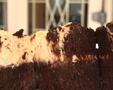 Foto langkah ke 6 dari resep Keto Chewy Brownies Cheescake#ketopad.