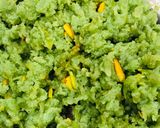 દૂધી નો હલવો(Dudhi Halwa Recipe In Gujarati) રેસીપી સ્ટેપ3ફોટો