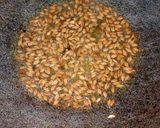 A picture of step 2 of Vegetable namkeen jave.