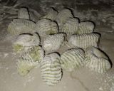 Foto del paso 9 de la receta: Ñoquis de acelga