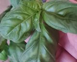 Foto del paso 5 de la receta: Salsa de albahaca y yogur casero cremoso 🌱🍶