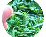 عکس مرحله 3 از دستور چای سفید : از غنچه برگ تا دمنوش ، تجربه‌ی فرآوری یک دمنوش