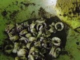 Cumi masak hitam