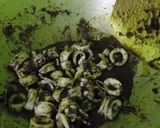 Foto langkah ke 4 dari resep Cumi masak hitam.